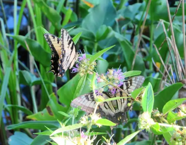 Two Giant Swallowtail Butterflies captured in Calvert Cliffs State Park.
