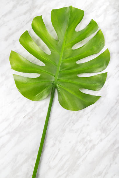 istock Beautiful green Monstera leaf on marble background 1031725402