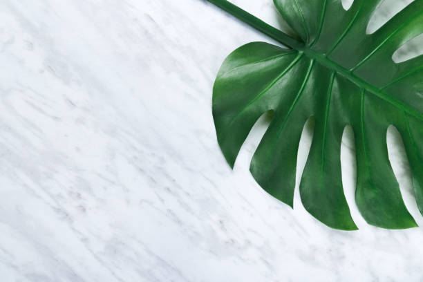 istock Beautiful dark Monstera leaf on marble background 1031728050
