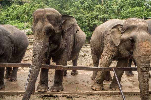 istock Close up portrait of elephant asia . 1031728740