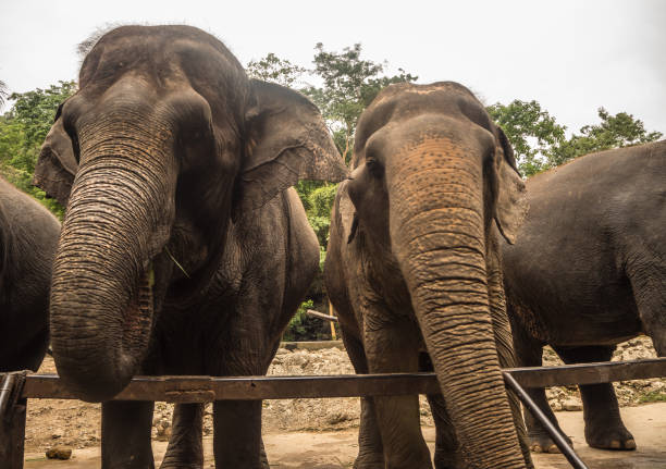 istock Close up portrait of elephant asia . 1031730792