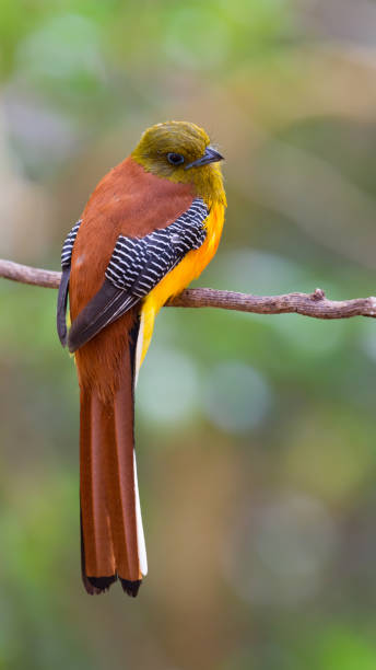 istock Beautiful Orange-breasted Trogon bird resting on branch. 1031734812