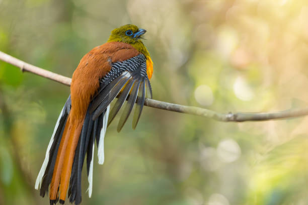 istock Beautiful Trogon bird on perch drying its wings 1031734882