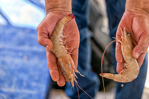Big shrimps, prawns in the fisherman's palms. The term prawn also loosely describes any large shrimp. ( such as king prawns or jumbo shrimp ).