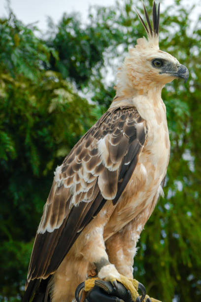 istock Nice Portrait of Golden Falcon 1031737306