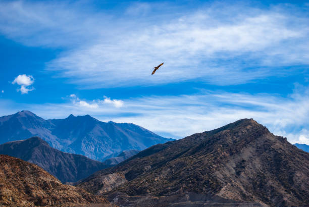 Imagen que entrega libertad.\n\nThis picture offers to you freedom,
