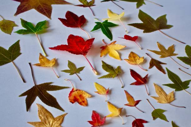 istock Sycamore leaves colour changed 1031753944