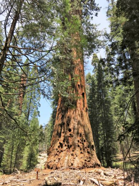 istock kings canyon sequoia national park 1031768540