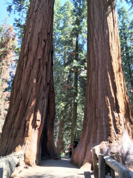 istock kings canyon sequoia national park 1031768672