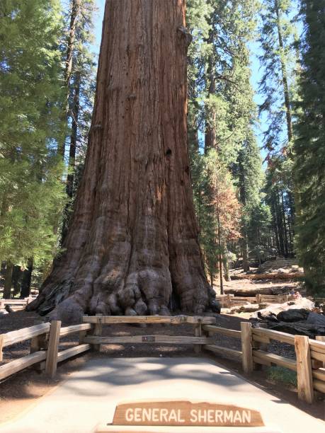 istock kings canyon sequoia national park 1031768738