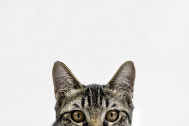 istock Portrait of beautiful cat on grey background 1031773216
