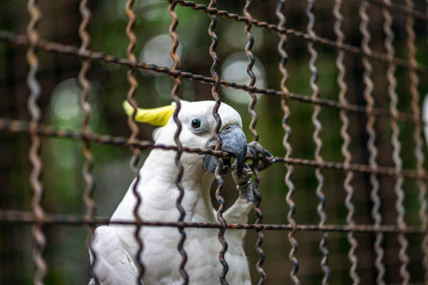 Close up white bird, Sulphur-crested cockatoo Close up white bird or Sulphur-crested cockatoo in a cage of zoon. Space for text. sulphur crested cockatoo (cacatua galerita) stock pictures, royalty-free photos & images