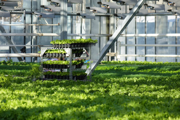 Growing vegetables in a greenhouse. Plantations of green salad. APK.