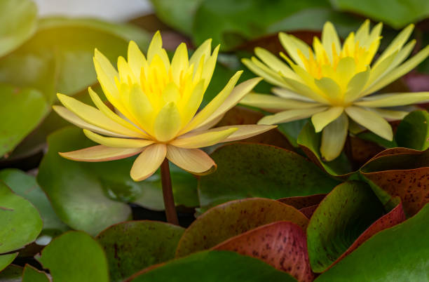 istock Close up bright yellow lotus in pond 1031780978