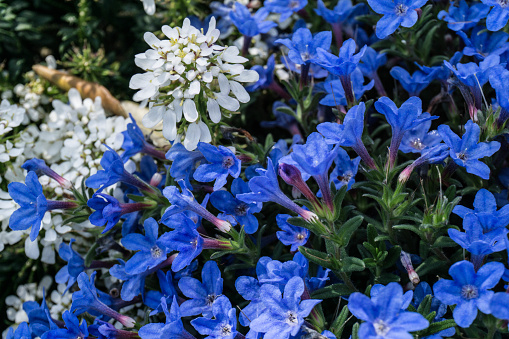 blue and white petals