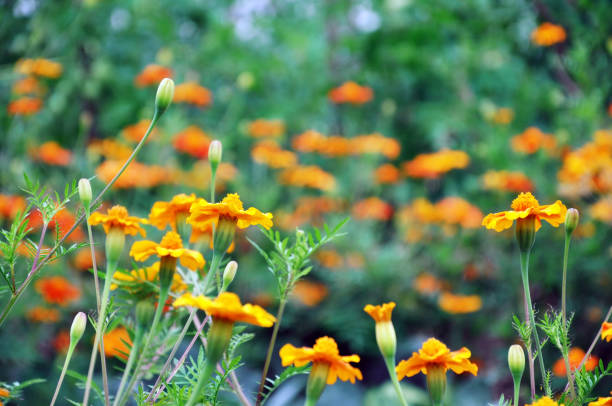 istock Marigold flowers close up, selective focus. 1031792068