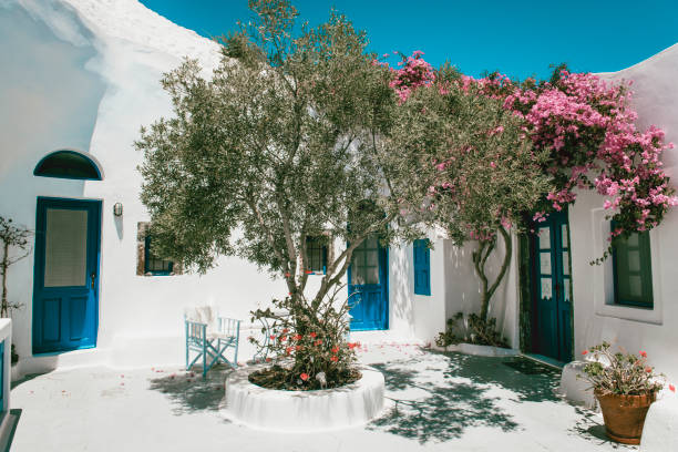 traditionella vita hus täckt av bougainvillea blomma i santorini, grekland - santorini door sea gate bildbanksfoton och bilder