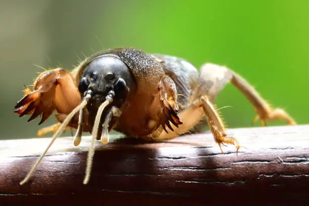 It has wings and can fly, but insects living underground. It has a large hand to dig. Can eat it and it is protein food.It can swim on the surface.Sounding like crickets.Hands like a mole
