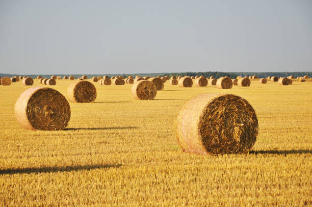 istock Many round haystacks after harvests in august. 1031792436
