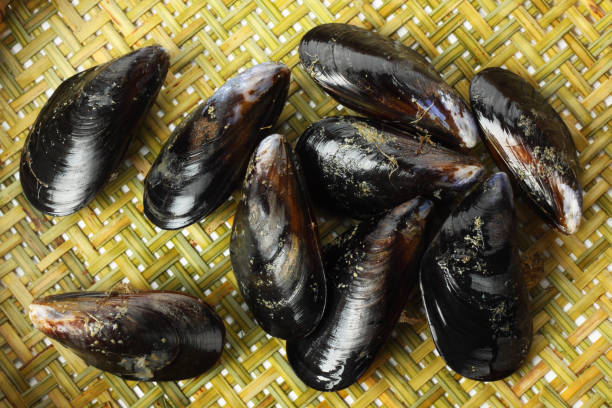 istock Raw blue mussels on a white background 1031802558