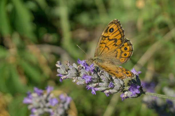 istock the rest of the butterfly 1031805408