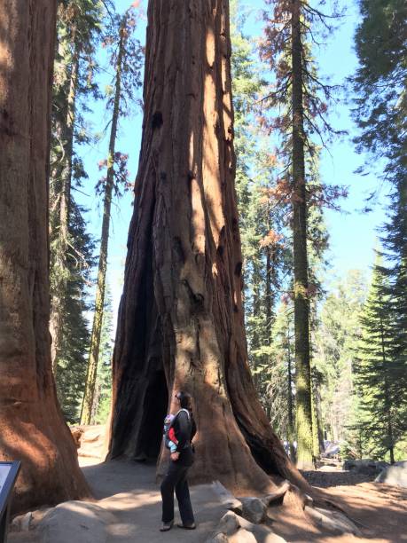istock kings canyon sequoia national park, usa 1031805570