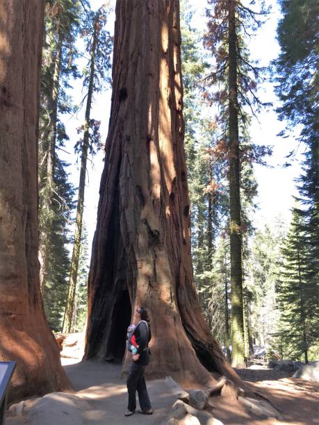 istock kings canyon sequoia national park, usa 1031805676
