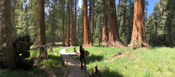 istock kings canyon sequoia national park, usa 1031805888