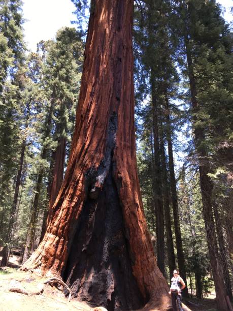 istock kings canyon sequoia national park, usa 1031805896