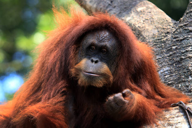 sumatran orangutan - orangutan ape endangered species zoo imagens e fotografias de stock