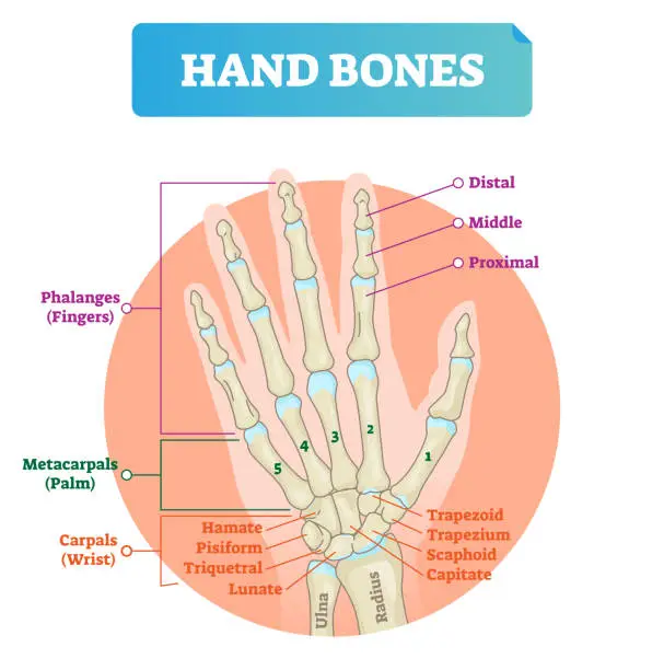 Vector illustration of Hand bones vector illustration. Labeled educational arm structure.