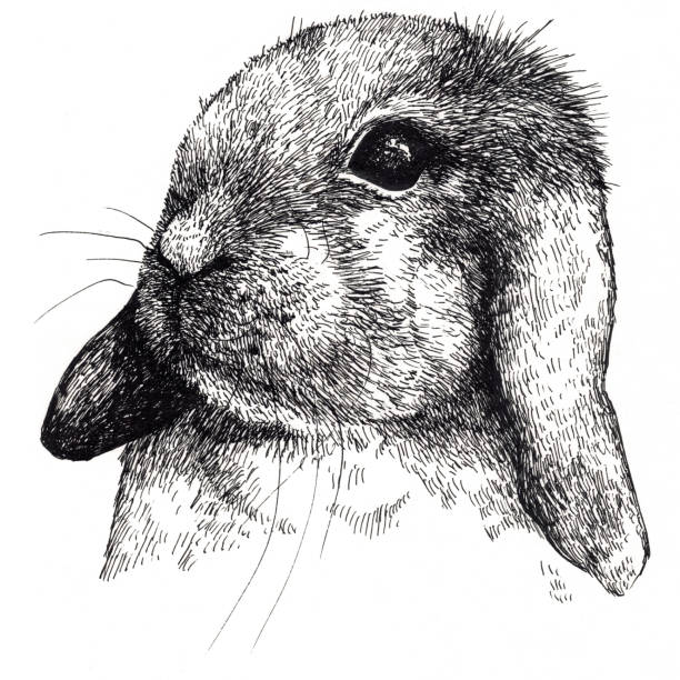 Ilustración de Conejo Silvestre Realista y más Vectores Libres de Derechos de Animal - Animal, Arte, Cuadrado - Composición - iStock Ilustración de Conejo Silvestre Realista y más Vectores Libres de Derechos de Animal - Animal, Arte, Cuadrado - Composición - iStock