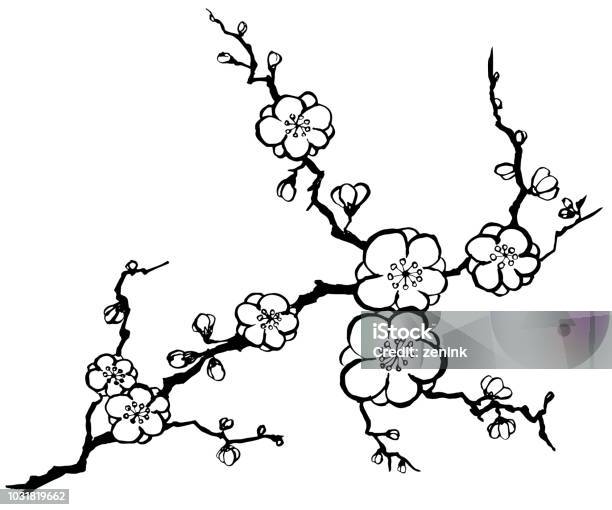Japanese Apricot Stock Illustration - Download Image Now - Plum Blossom, Prunus mume, Illustration
