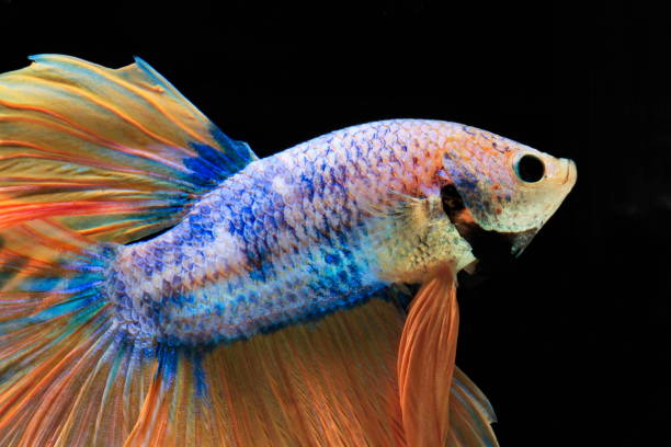 istock Siamese fighting fish, yellew fish, black background Betta splendens, Betta Fish, Halfmoon Betta. 1031828818
