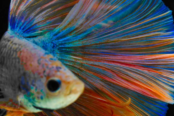 siamese fighting fish, yellew fish, black background betta splendens, betta fish, halfmoon betta. - siamese fighting fish fish tank tropical climate fish imagens e fotografias de stock