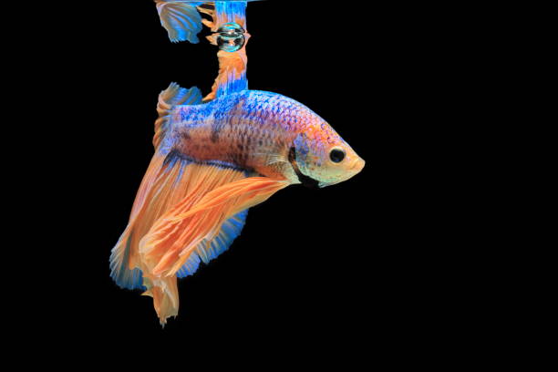 istock Siamese fighting fish, yellew fish, black background Betta splendens, Betta Fish, Halfmoon Betta. 1031828952