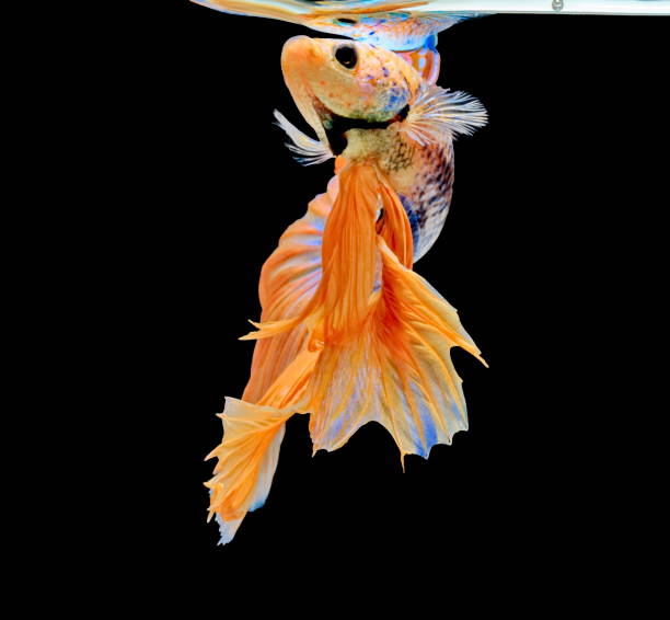 istock Siamese fighting fish, yellew fish, black background Betta splendens, Betta Fish, Halfmoon Betta. 1031829020