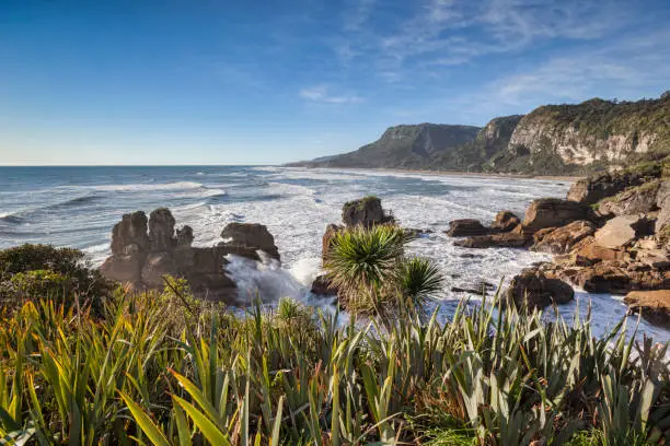 The incoming tide pounding on the rocky shoreline at Punakaiki, in the Paparoa National Park on the West Coast of the South Island, New Zealand. Native flax, harakeke, in the foreground.