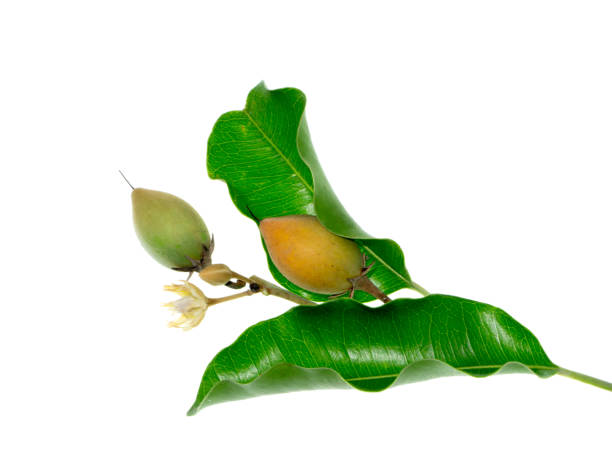istock Bullet wood plant on white background. 1031829216