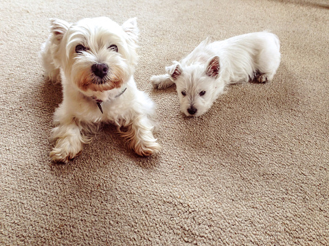 Old and young: senior west highland terrier dog with westie puppy indoors in lounge house with carpet and copy space