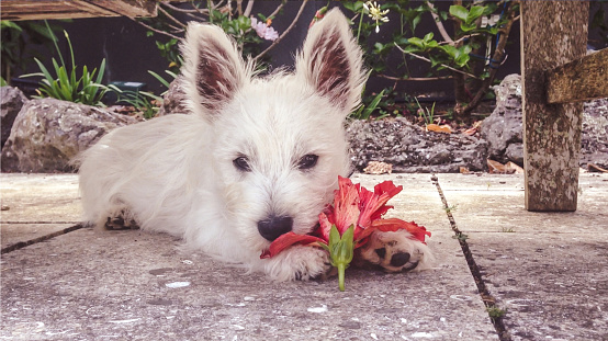 Puppy with a red hibiscus flower: young west highland terrier westie dog eating blossom in garden on patio