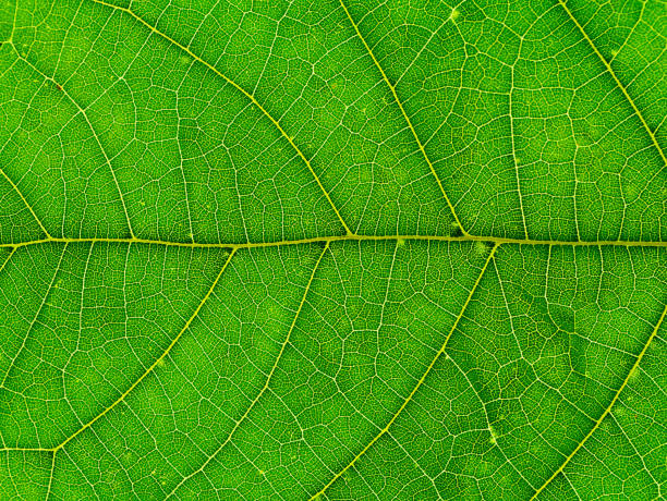 gros plan des feuilles de mitragyna speciosa. - depressant photos et images de collection