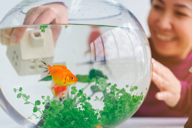 istock A woman's hand is decorating the aquarium in a fishbowl as a hobby. 1031829708