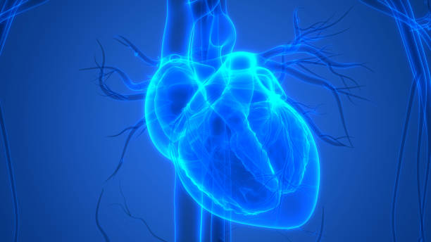 istock Human Heart Anatomy 1031840682