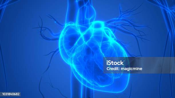 Human Heart Anatomy Stock Photo - Download Image Now - Heart - Internal Organ, Heart Shape, Healthcare And Medicine