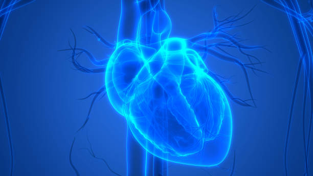 anatomia ludzkiego serca - human heart x ray image anatomy human internal organ zdjęcia i obrazy z banku zdjęć