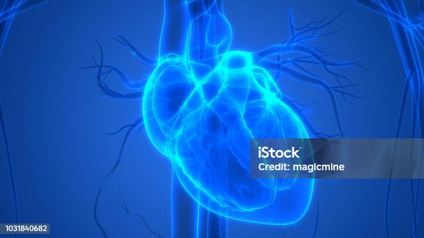 Foto de Anatomia Do Coração Humano e mais fotos de stock de Coração - Coração, Símbolo do Coração, Saúde e Medicina