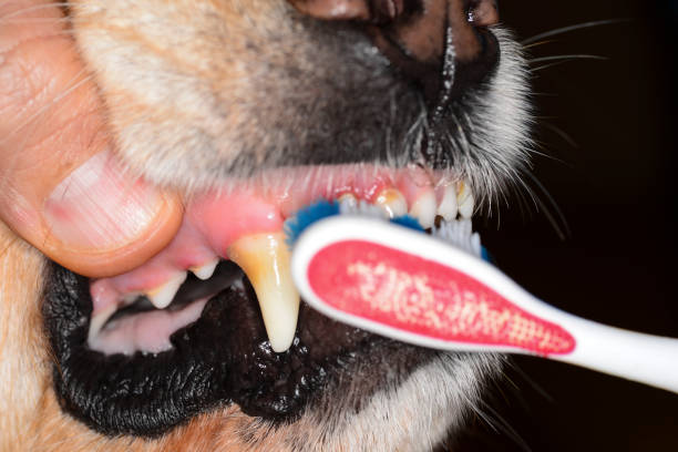 istock Disease of teeth in dogs 1031848770