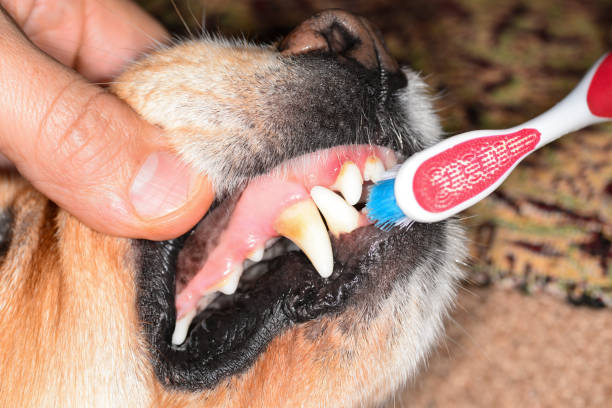 istock Disease of teeth in dogs 1031848786
