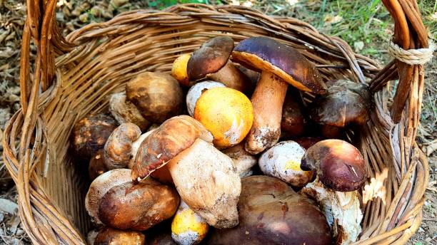 istock mushrooms in the basket 1031852098
